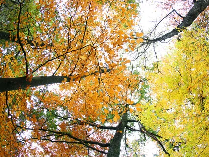 Avoid Evil Deeds As A Man Who Loves Life Avoids Poison