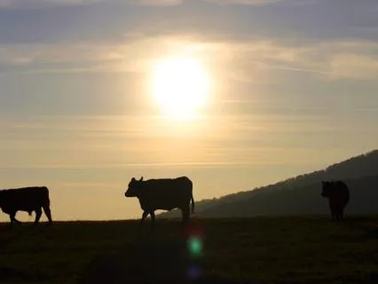 Avonlea At Night: Anne And The Jersey Cow, A Bedtime Story