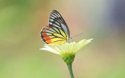 Awaken Into Awareness