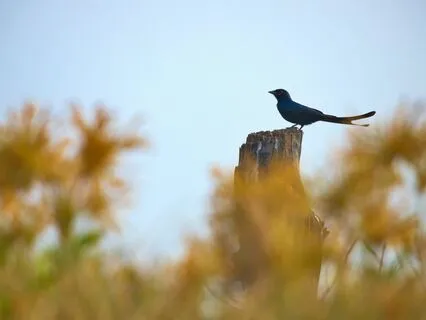 Awaken Like A Bird: Morning Meditation