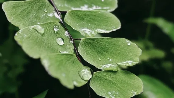 Awaken Peace: 10 Min Daily Insight