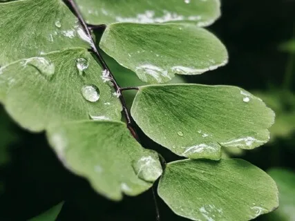 Awaken Peace  - 30 Minute Daily Insight