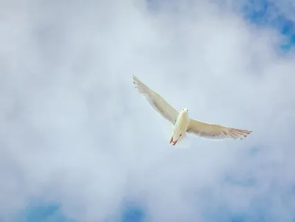 Awaken Peace Interview With Patty Hlava