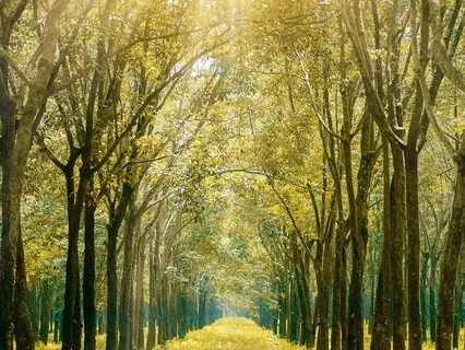 Awaken - Rise And Shine Morning Stretch