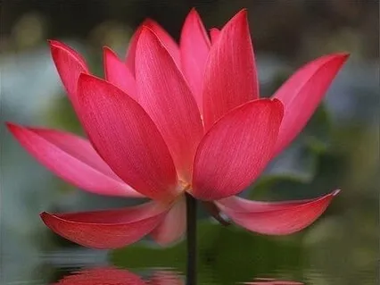 Awaken Self Compassion 