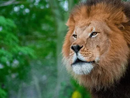 Awaken The Lion Heart | 888 Hz Lion's Gate Portal Activation