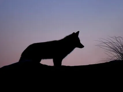 Awaken The Wild Woman Within: A La Loba Visualization