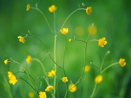 Awaken To Love: Emotional Release 