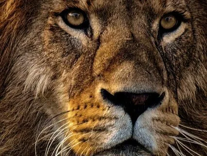 Awaken To Rest: Movement & Yoga Nidra - Confidence + Clarity