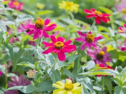 Awaken To True Nature Behind & Beyond The Names & Forms