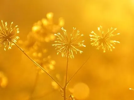 Awaken To Your Light: A Meditation For Calm Awareness