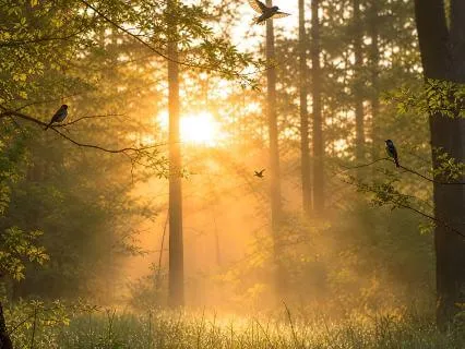 Awaken With Gratitude: A Peaceful Morning Reset