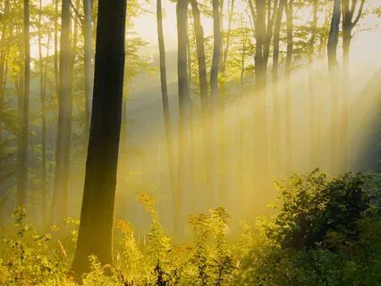 Awaken With Intention - A Morning Body Scan Meditation
