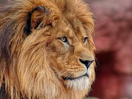 Awaken Your Confident Voice: A Self-Expression Meditation