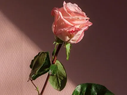 Awaken Your Divine Feminine Energy