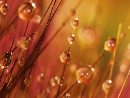 Awaken Your Elements: Morning Alignment Ritual