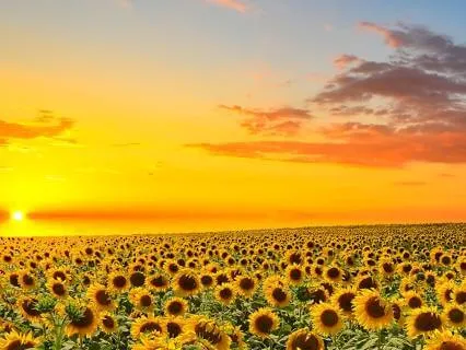 Awaken Your Golden Light With Archangel Uriel