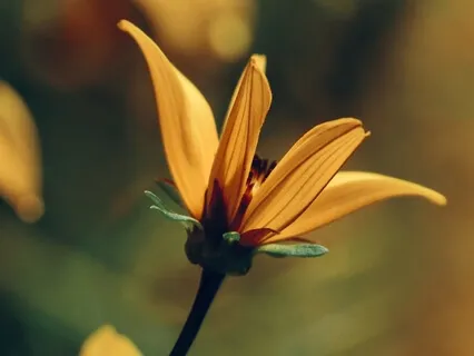 Awaken Your Inner Guru