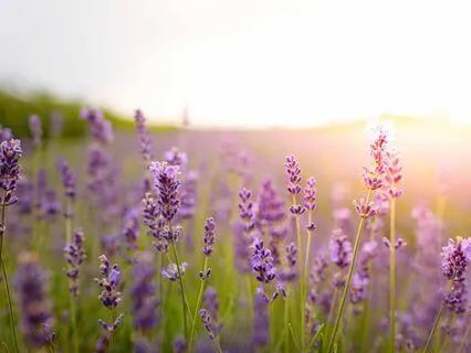 Awaken Your Inner Healer: Healing Past Trauma