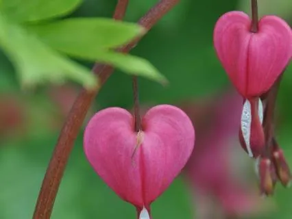 Awaken Your Magnetic Heart And Manifest A New Reality