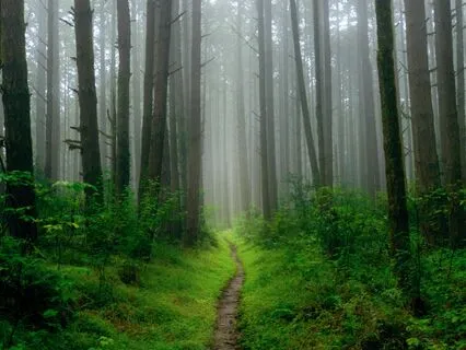 Awaken Your Potential | Alpha State Walking Meditation