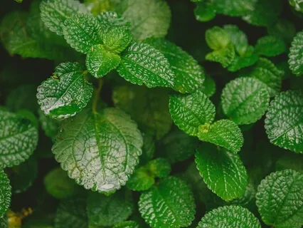 Awaken Your Senses Guided Peppermint Oil Therapy