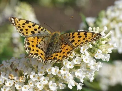 Awaken Your Sensual Self