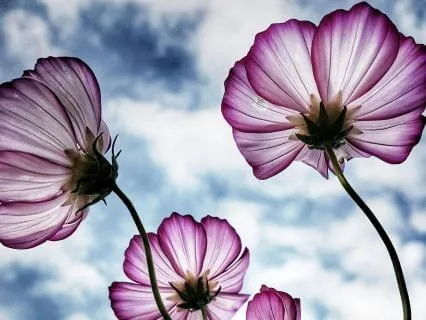 Awaken Your Somatic Intuition