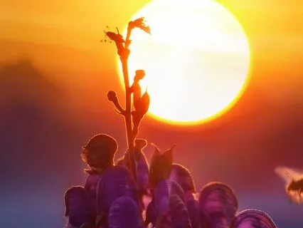 Awaken Your Soul With Light And Peace (Morning Meditation)