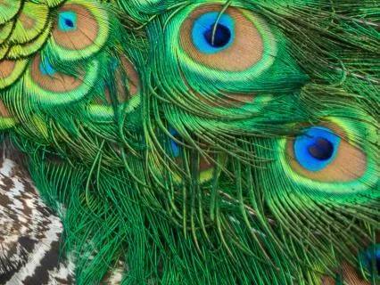 Awaken Your Third Eye