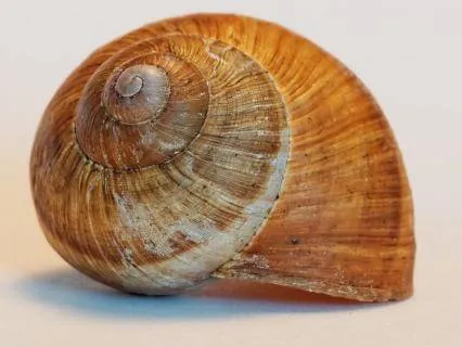 AwakenCreative: The Empty Shell