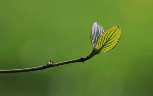 Awakening: A conversation With Rick Hanson