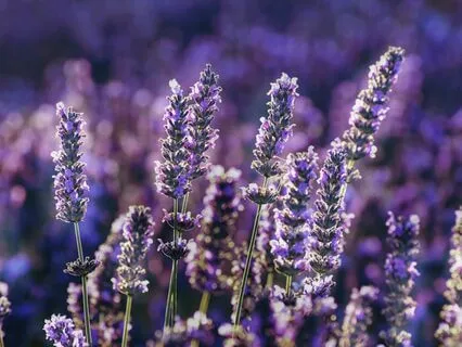 Awakening Abundance And Manifesting Prosperity Meditation