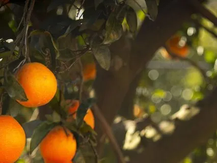 Awakening Abundance & Joy | Wild Orange | Essential Emotions