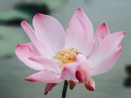 Awakening Abundance With Goddess Lakshmi