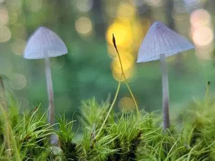 "Awakening" - Acoustic Guitar Mushroom Meditation