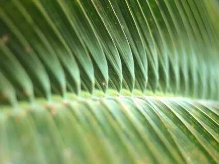 Awakening Advaita Vedanta Practice