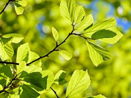 Awakening Confidence Meditation