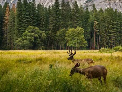 Awakening Conscience