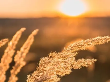 Awakening Gratitude In The Morning Light