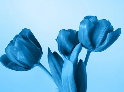 Awakening - Indigo Chakra For The Third Eye - Key Of A