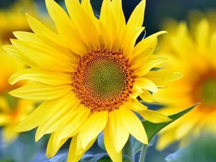 Awakening Inner Light: A Meditation For Clarity & Renewal