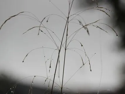 Awakening Inner Peace