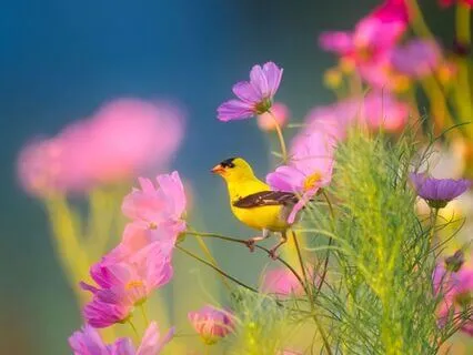 Awakening Into Gratitude | Inspired Mornings