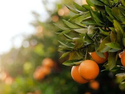 Awakening Joy & Creativity With Tangerine Essential Emotions