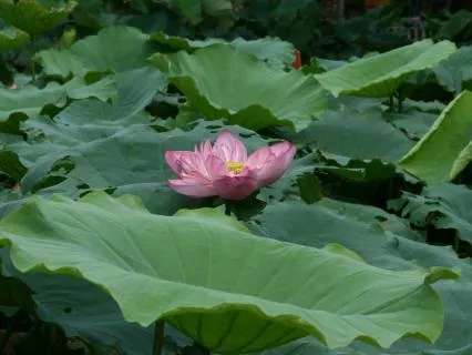 Awakening Lovingkindness