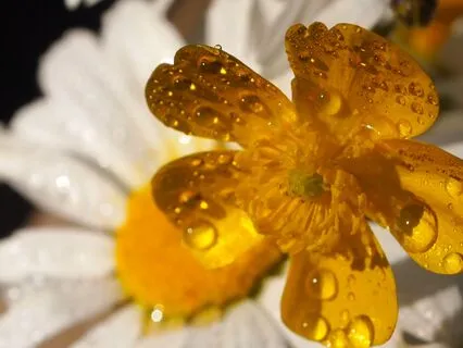 Awakening Mist | Rainy Morning Music