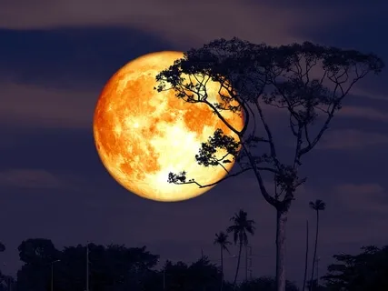 Awakening (Piano Music and Nature Sounds)