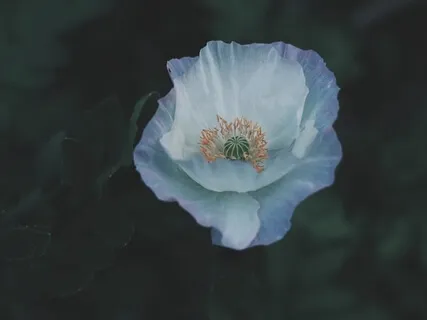 Awakening Self-Compassion