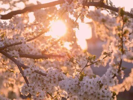 Awakening Serenity - An Ethereal Journey